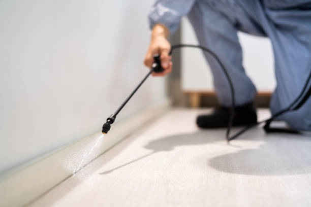 Licensed Termite Control service in Coronita, CA - Nex Pest Control