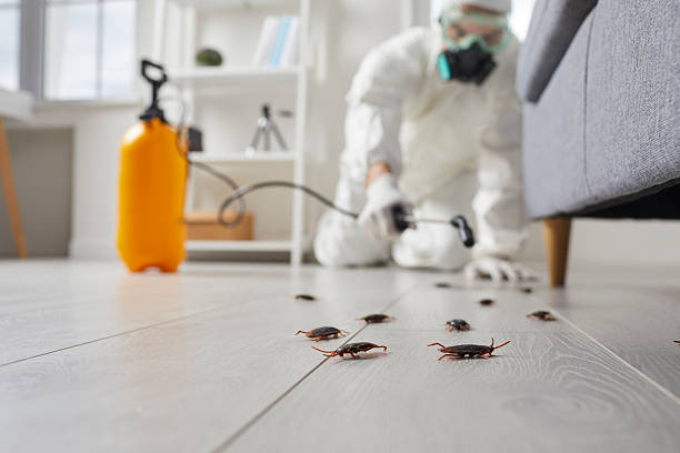 Affordable Termite Control solutions in Coronita, CA